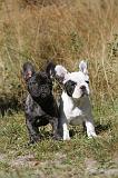 BOULEDOGUE FRANCAIS 252